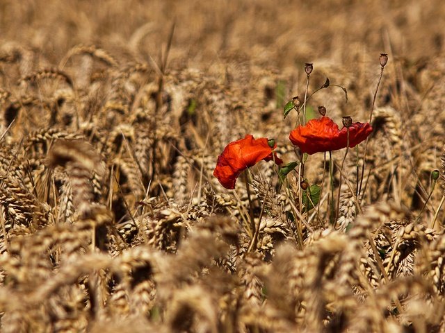 Обои цветы, природа, поле, осень, маки, колосья, пшеница, flowers, nature, field, autumn, maki, ears, wheat разрешение 2880x1920 Загрузить