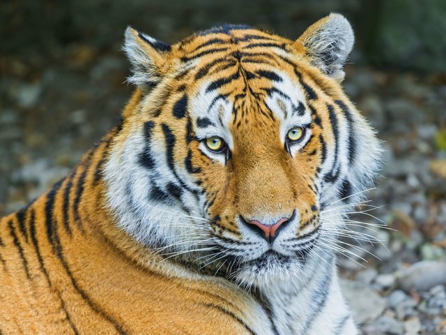 Обои тигр, полоски, хищник, отдых, амурский, tiger, strips, predator, stay, amur разрешение 2048x1365 Загрузить