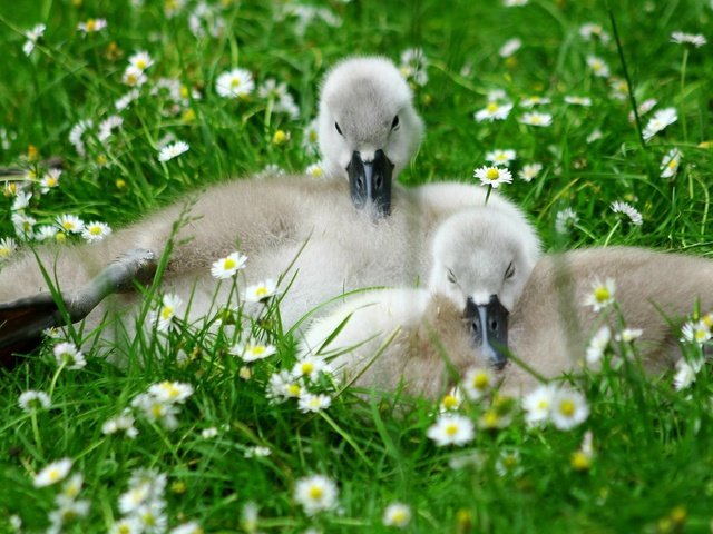 Обои цветы, природа, птицы, травка, птенцы, гусята, flowers, nature, birds, weed, chicks, the goslings разрешение 2048x1291 Загрузить