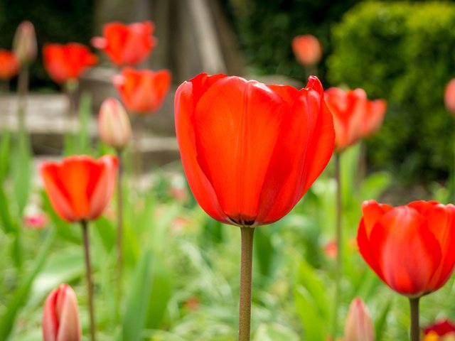 Обои природа, поле, лепестки, луг, тюльпаны, стебель, nature, field, petals, meadow, tulips, stem разрешение 2048x1212 Загрузить