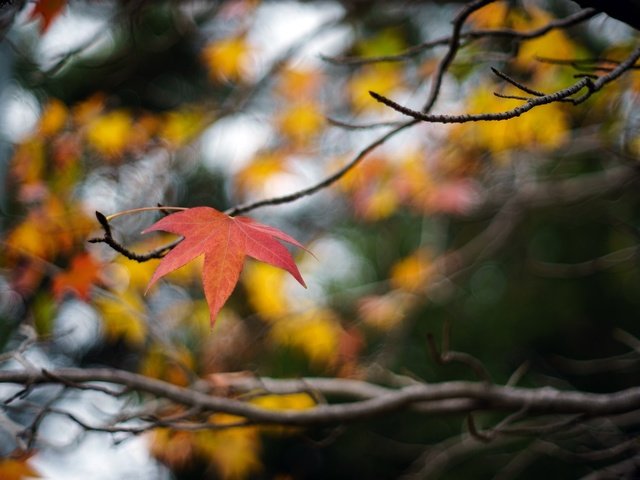 Обои макро, ветки, осень, лист, кленовый лист, боке, macro, branches, autumn, sheet, maple leaf, bokeh разрешение 3000x2000 Загрузить