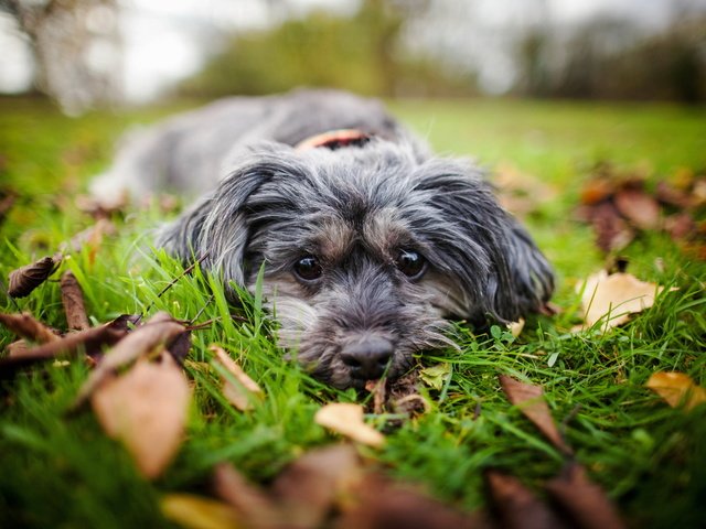 Обои трава, природа, мордочка, взгляд, собака, друг, осенние листья, grass, nature, muzzle, look, dog, each, autumn leaves разрешение 2560x1707 Загрузить