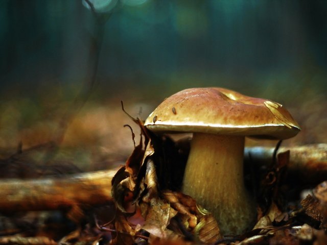 Обои природа, осень, гриб, nature, autumn, mushroom разрешение 2048x1365 Загрузить