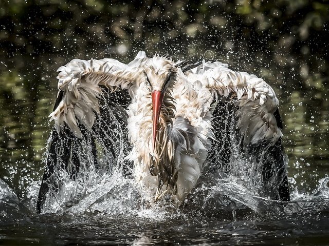 Обои вода, птица, рыбалка, аист, water, bird, fishing, stork разрешение 2047x1103 Загрузить