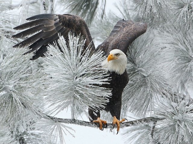 Обои ветка, зима, птица, орлан, ястреб, белоголовый, branch, winter, bird, orlan, hawk, bald разрешение 1920x1200 Загрузить