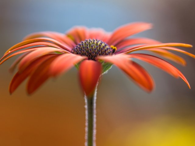 Обои цветок, лепестки, стебель, гербера, flower, petals, stem, gerbera разрешение 2048x1322 Загрузить