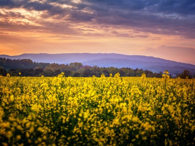 Обои цветы, природа, поле, flowers, nature, field разрешение 2880x1728 Загрузить