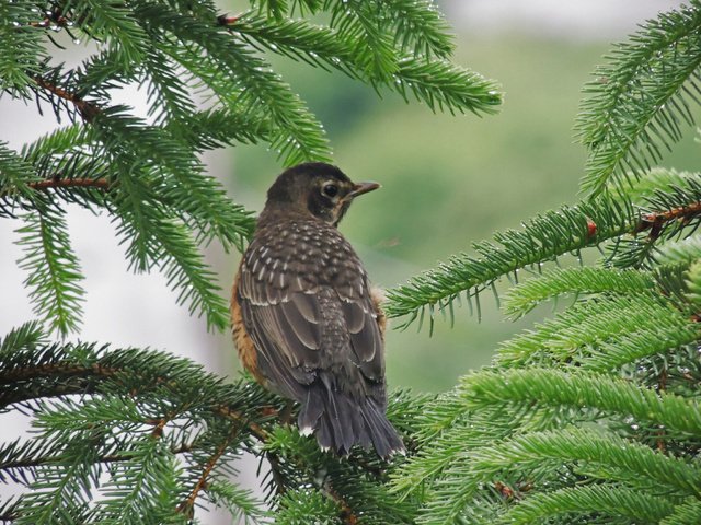 Обои природа, ветки, птица, клюв, ель, nature, branches, bird, beak, spruce разрешение 2048x1536 Загрузить