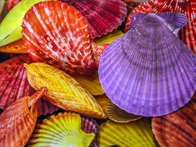 Обои разноцветные, ракушки, крашеные, colorful, shell, painted разрешение 4280x2901 Загрузить