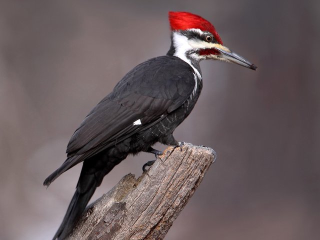 Обои птица, клюв, перья, хвост, дятел, bird, beak, feathers, tail, woodpecker разрешение 2048x1399 Загрузить