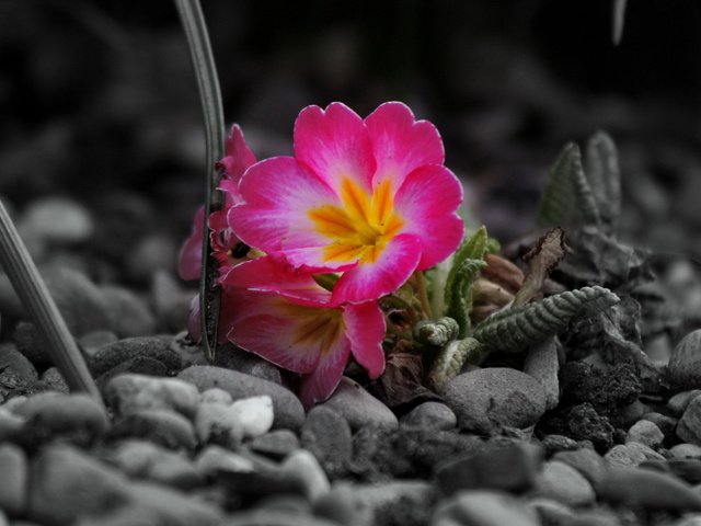 Обои цветы, камни, серое, flowers, stones, grey разрешение 4272x2848 Загрузить