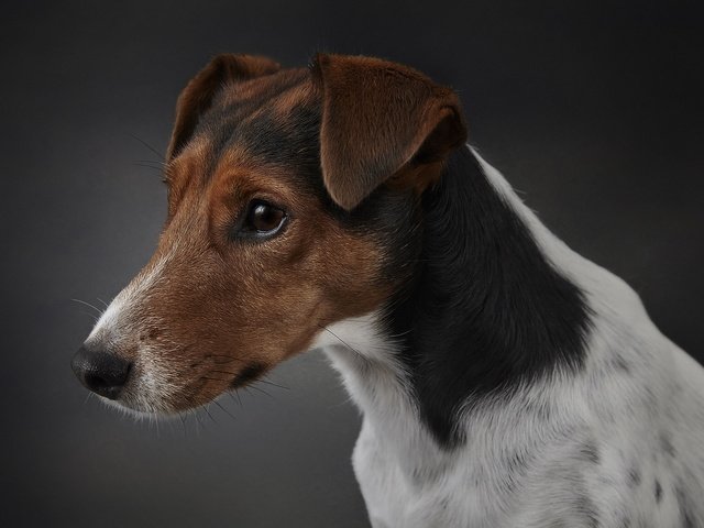 Обои взгляд, собака, друг, фокстерьер, fox terrier, гладкошёрстный, look, dog, each, terrier разрешение 1920x1279 Загрузить