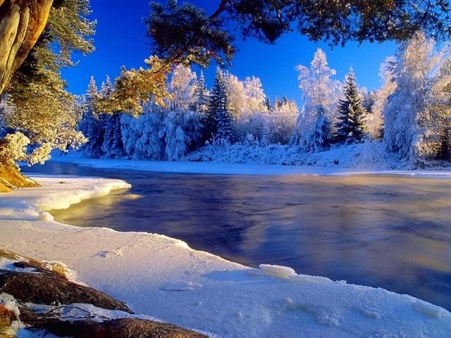 Обои деревья, река, зима, иней, trees, river, winter, frost разрешение 1920x1200 Загрузить