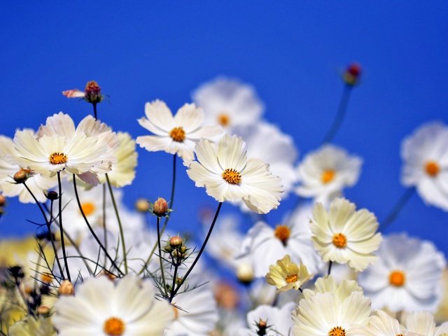 Обои цветы, поле, лепестки, стебли, боке, космея, flowers, field, petals, stems, bokeh, kosmeya разрешение 2048x1356 Загрузить