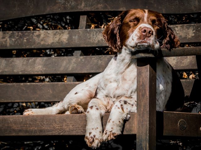 Обои собака, друг, скамья, сеттер, охотничья собака, dog, each, bench, setter, hunting dog разрешение 2880x1920 Загрузить