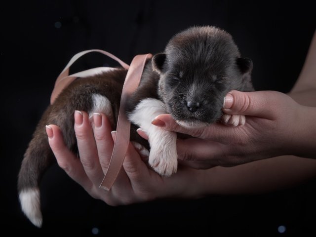 Обои щенок, малыш, бантик, кроха, акита, puppy, baby, bow, akita разрешение 3000x1927 Загрузить