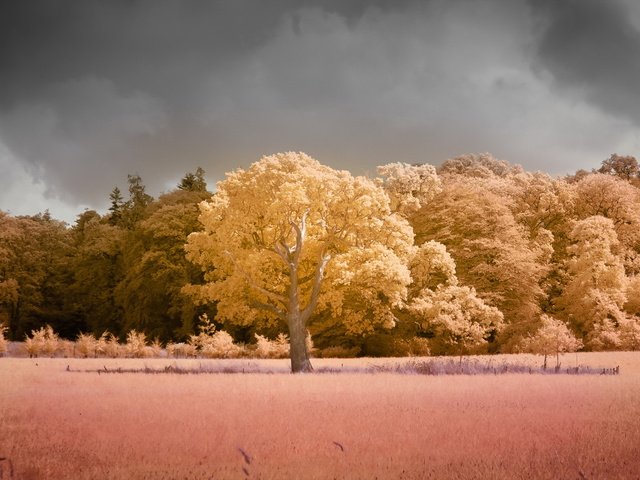 Обои деревья, природа, поле, цвет, trees, nature, field, color разрешение 1920x1200 Загрузить