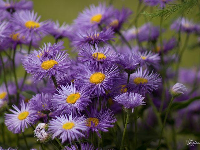 Обои цветы, сиреневые, астры, flowers, lilac, asters разрешение 2400x1595 Загрузить