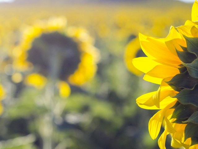 Обои природа, лето, подсолнухи, nature, summer, sunflowers разрешение 2047x1312 Загрузить