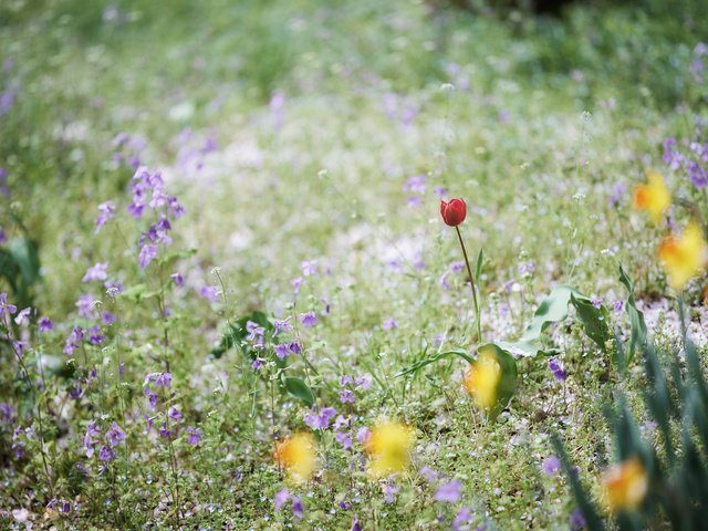 Обои цветы, трава, поле, луг, тюльпан, колокольчики, нарциссы, flowers, grass, field, meadow, tulip, bells, daffodils разрешение 2048x1365 Загрузить