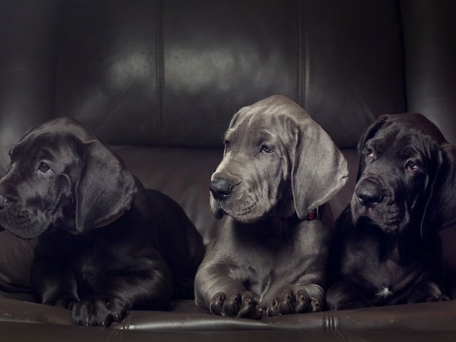 Обои щенки, собаки, немецкий дог, трио, дог, немецкий, троица, puppies, dogs, great dane, trio, dog, german, trinity разрешение 2048x1366 Загрузить