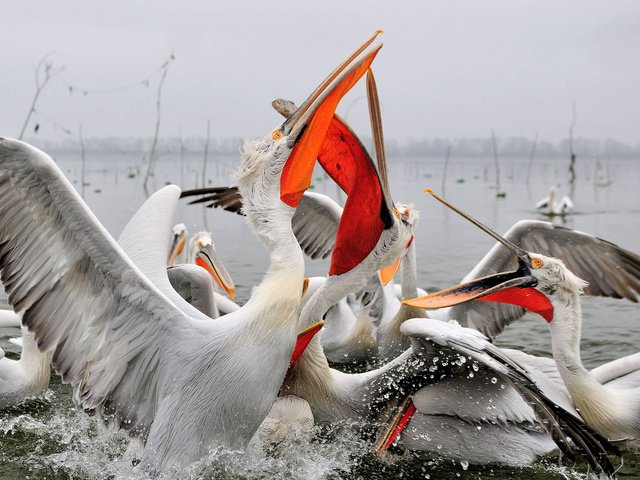 Обои вода, крылья, птицы, клюв, пеликаны, water, wings, birds, beak, pelicans разрешение 1920x1274 Загрузить