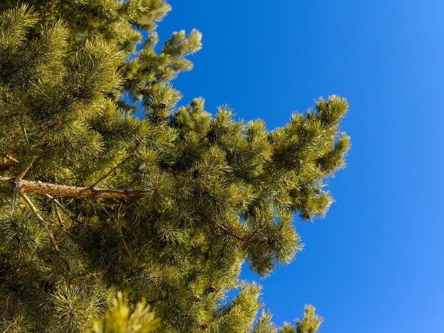 Обои небо, природа, ветки, ель, иголки, сосна, the sky, nature, branches, spruce, needles, pine разрешение 2880x1923 Загрузить