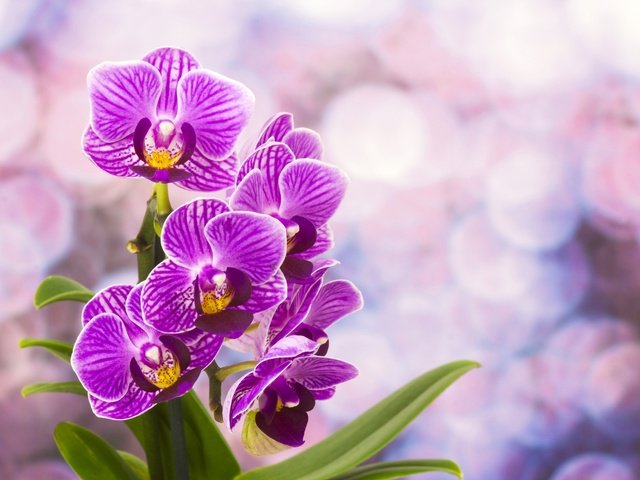 Обои цветы, цветение, лепестки, орхидея, фиолетовые, фаленопсис, flowers, flowering, petals, orchid, purple, phalaenopsis разрешение 5940x3960 Загрузить