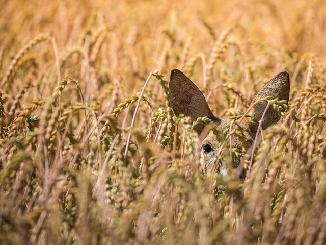 Обои олень, поле, пшеница, уши, косуля, deer, field, wheat, ears, roe разрешение 2048x1256 Загрузить