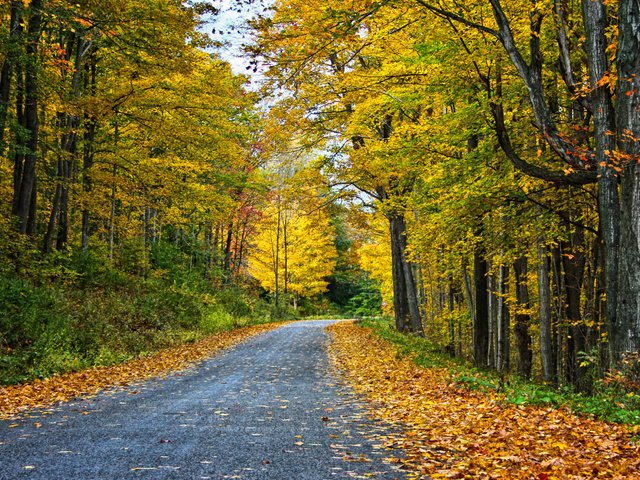 Обои дорога, деревья, лес, пейзаж, осень, road, trees, forest, landscape, autumn разрешение 3456x1853 Загрузить