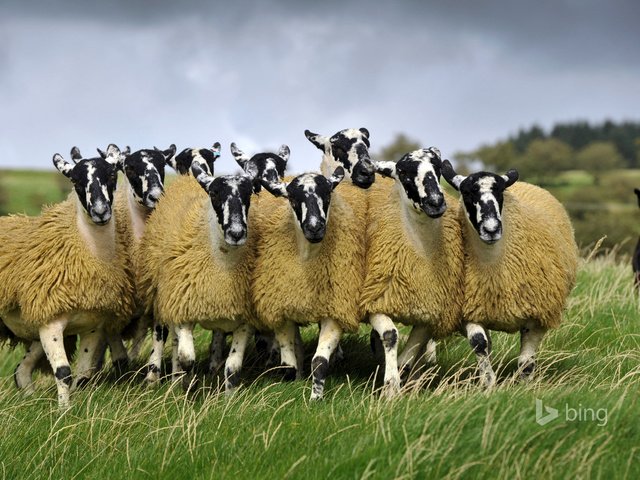 Обои собака, луг, англия, пастбище, овцы, dog, meadow, england, pasture, sheep разрешение 1920x1200 Загрузить