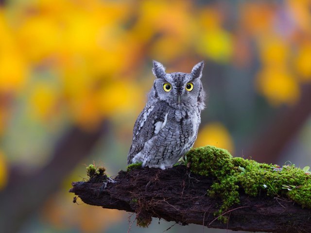 Обои глаза, сова, природа, взгляд, мох, бревно,   сова, ушастая, птаха, bird, eyes, owl, nature, look, moss, log, eared разрешение 1920x1200 Загрузить