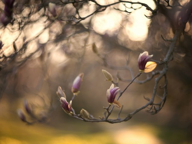 Обои природа, дерево, цветение, ветки, весна, боке, магнолия, nature, tree, flowering, branches, spring, bokeh, magnolia разрешение 2560x1600 Загрузить