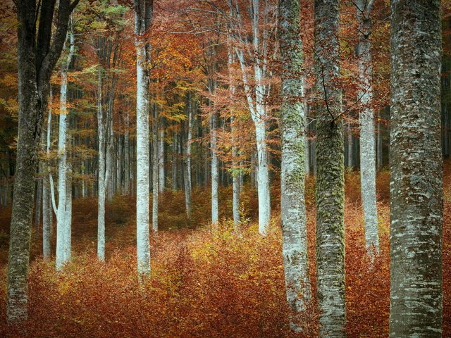 Обои деревья, природа, лес, осень, trees, nature, forest, autumn разрешение 2048x1638 Загрузить