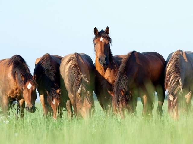 Обои небо, трава, лето, лошади, кони, коричневые, пасутся, шесть, the sky, grass, summer, horse, horses, brown, grazing, six разрешение 2880x1802 Загрузить