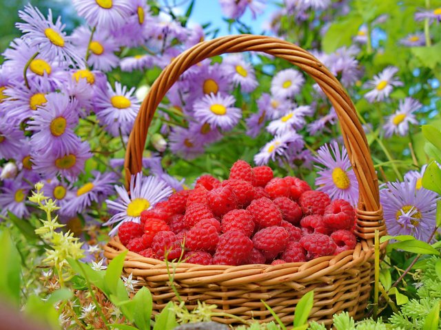 Обои цветы, природа, малина, лето, ягода, корзина, flowers, nature, raspberry, summer, berry, basket разрешение 3250x2358 Загрузить