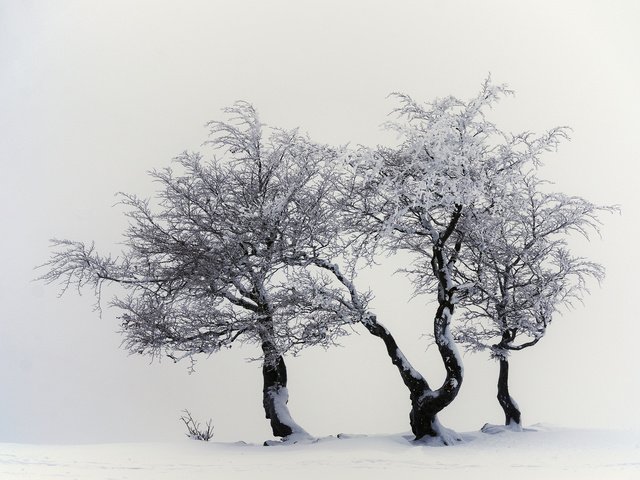 Обои деревья, снег, природа, зима, trees, snow, nature, winter разрешение 2048x1356 Загрузить