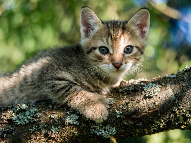 Обои глаза, дерево, кошка, взгляд, котенок, eyes, tree, cat, look, kitty разрешение 2048x1280 Загрузить