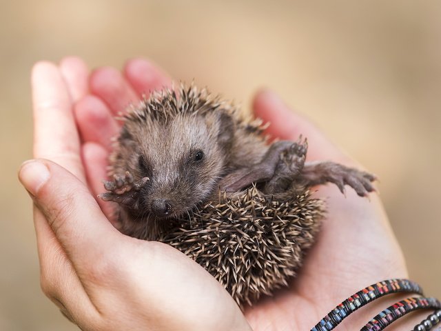 Обои глаза, лапы, руки, нос, ежик, еж, eyes, paws, hands, nose, hedgehog разрешение 2047x1258 Загрузить