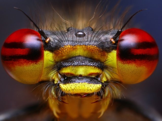 Обои глаза, природа, макро, насекомое, eyes, nature, macro, insect разрешение 2560x1600 Загрузить