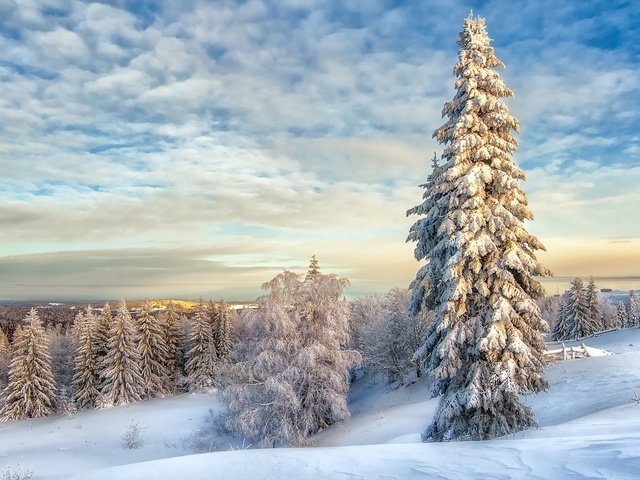 Обои облака, снег, зима, пейзаж, елки, clouds, snow, winter, landscape, tree разрешение 2560x1600 Загрузить