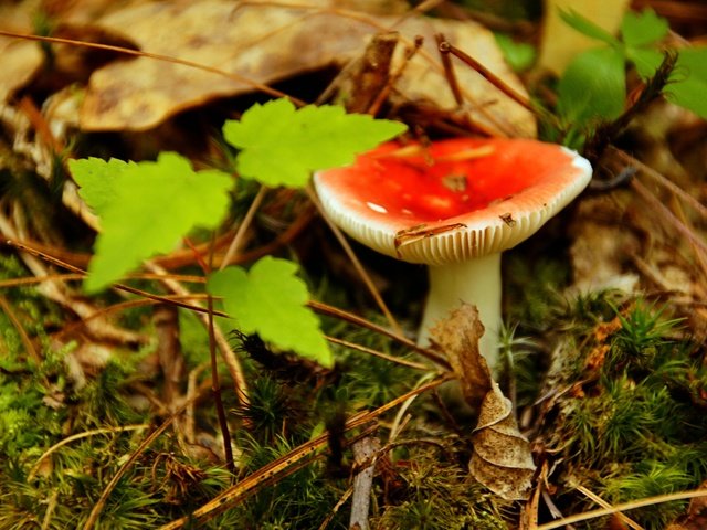 Обои макро, гриб, сыроежка, macro, mushroom, russula разрешение 4912x3264 Загрузить