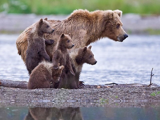 Обои медведица, медвежата, на рыбалке, bear, bears, fishing разрешение 1920x1200 Загрузить