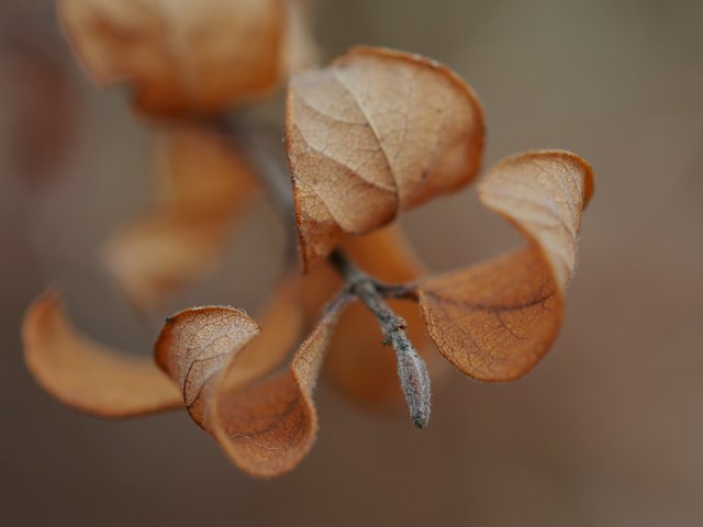 Обои листья, макро, осень, веточка, leaves, macro, autumn, sprig разрешение 3520x2619 Загрузить