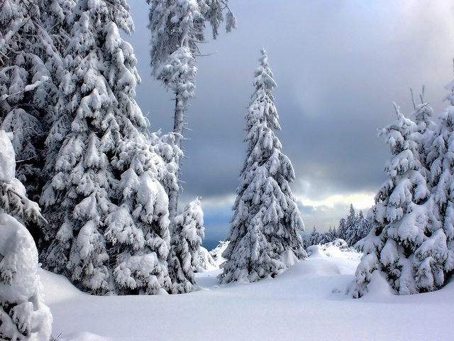 Обои деревья, снег, зима, германия, harz national park, национальный парк гарц, trees, snow, winter, germany, the harz national park разрешение 2048x1230 Загрузить