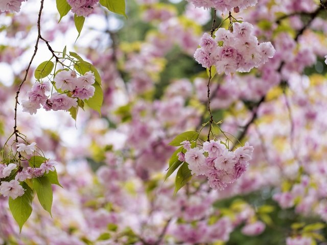 Обои дерево, цветение, весна, розовый, сакура, tree, flowering, spring, pink, sakura разрешение 2048x1365 Загрузить