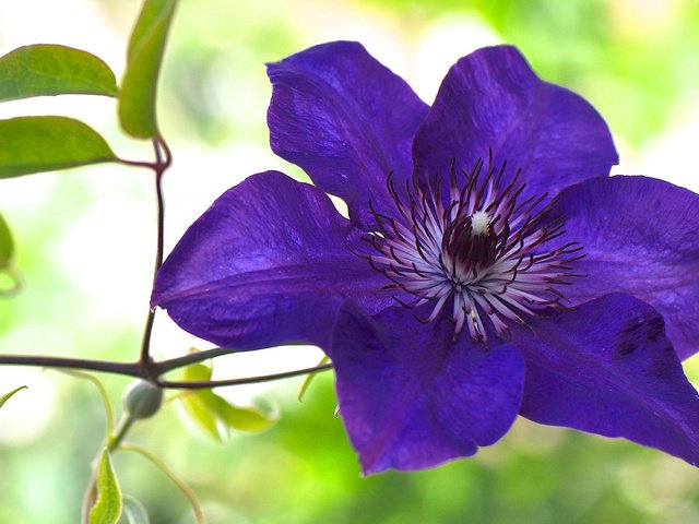 Обои макро, цветок, фиолетовый, клематис, ломонос, macro, flower, purple, clematis разрешение 2048x1151 Загрузить