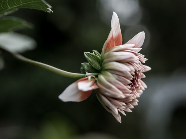 Обои цветок, лепестки, розовые, георгин, flower, petals, pink, dahlia разрешение 2048x1365 Загрузить