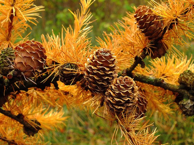 Обои ветка, хвоя, макро, осень, шишки, иголки, лиственница, branch, needles, macro, autumn, bumps, larch разрешение 2048x1398 Загрузить