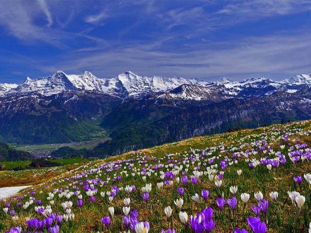 Обои цветы, трава, горы, снег, склон, весна, крокусы, крокус, flowers, grass, mountains, snow, slope, spring, crocuses, krokus разрешение 1920x1080 Загрузить